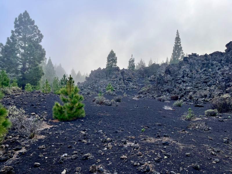 Montaña Negra: Sopečná krajina, zelené borovice a první déšť na Tenerife