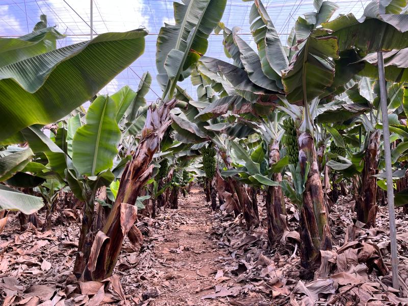 Banánová plantáž Finca Las Margaritas: Sladká tečka za naším putováním po Tenerife