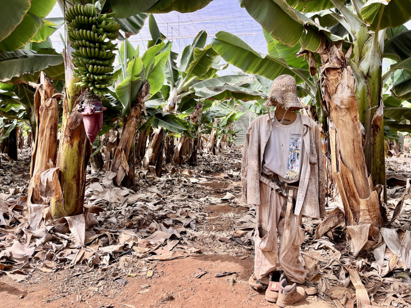 Banánová plantáž Finca Las Margaritas