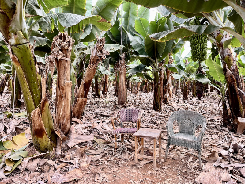 Banánová plantáž Finca Las Margaritas