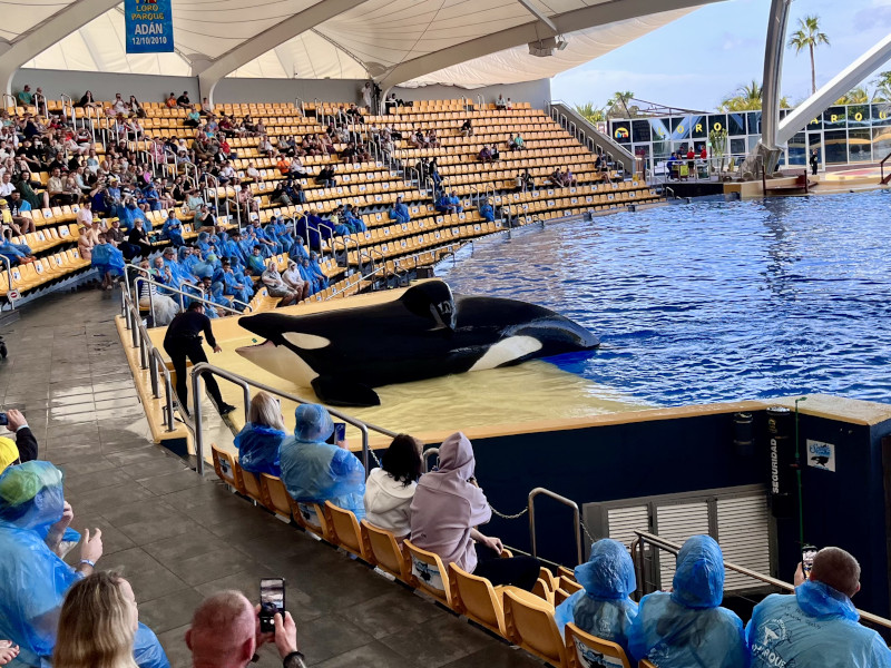 Loro Parque - kosatka