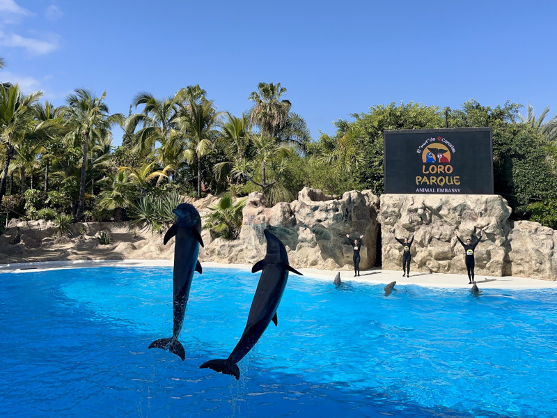 Loro Parque - delfíni