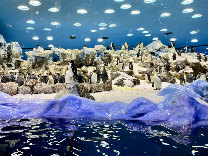 Loro Parque - tučňáci