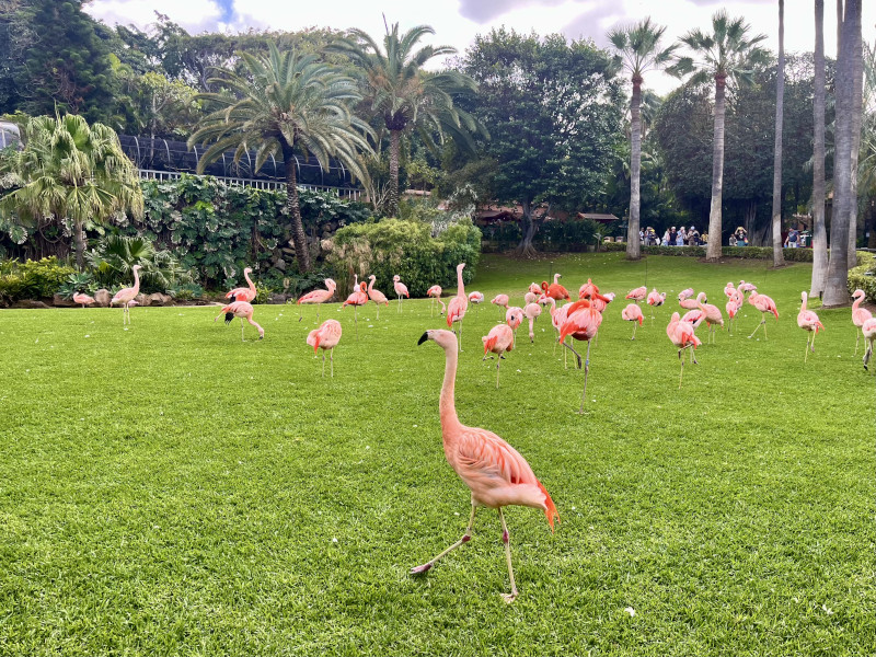 Loro Parque - plameňáci