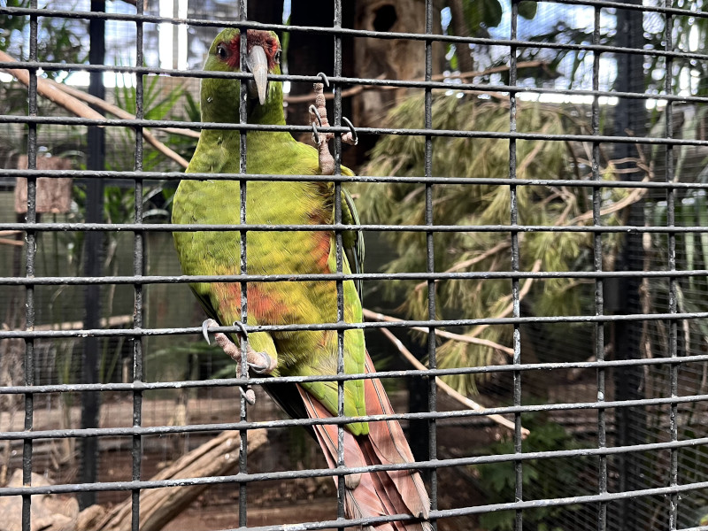 Loro Parque - papoušek