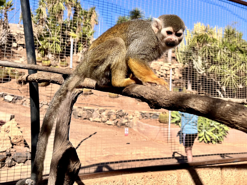 Monkey Park Tenerife