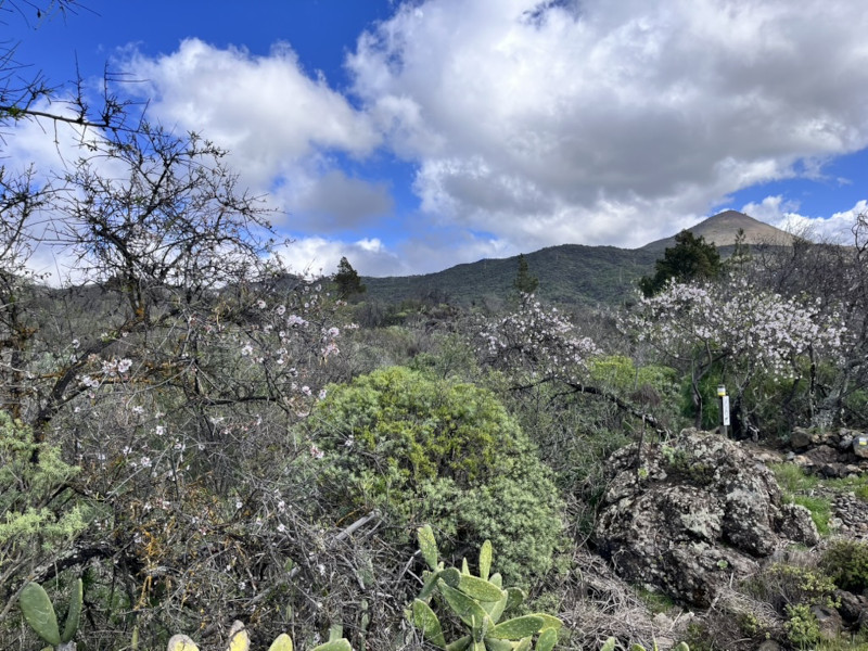 Mandloně v Santiago del Teide
